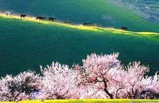 杏花沟（桃花沟）,诗意盎然的世外桃源
